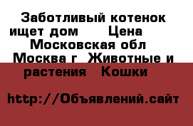 Заботливый котенок ищет дом!!! › Цена ­ 10 - Московская обл., Москва г. Животные и растения » Кошки   
